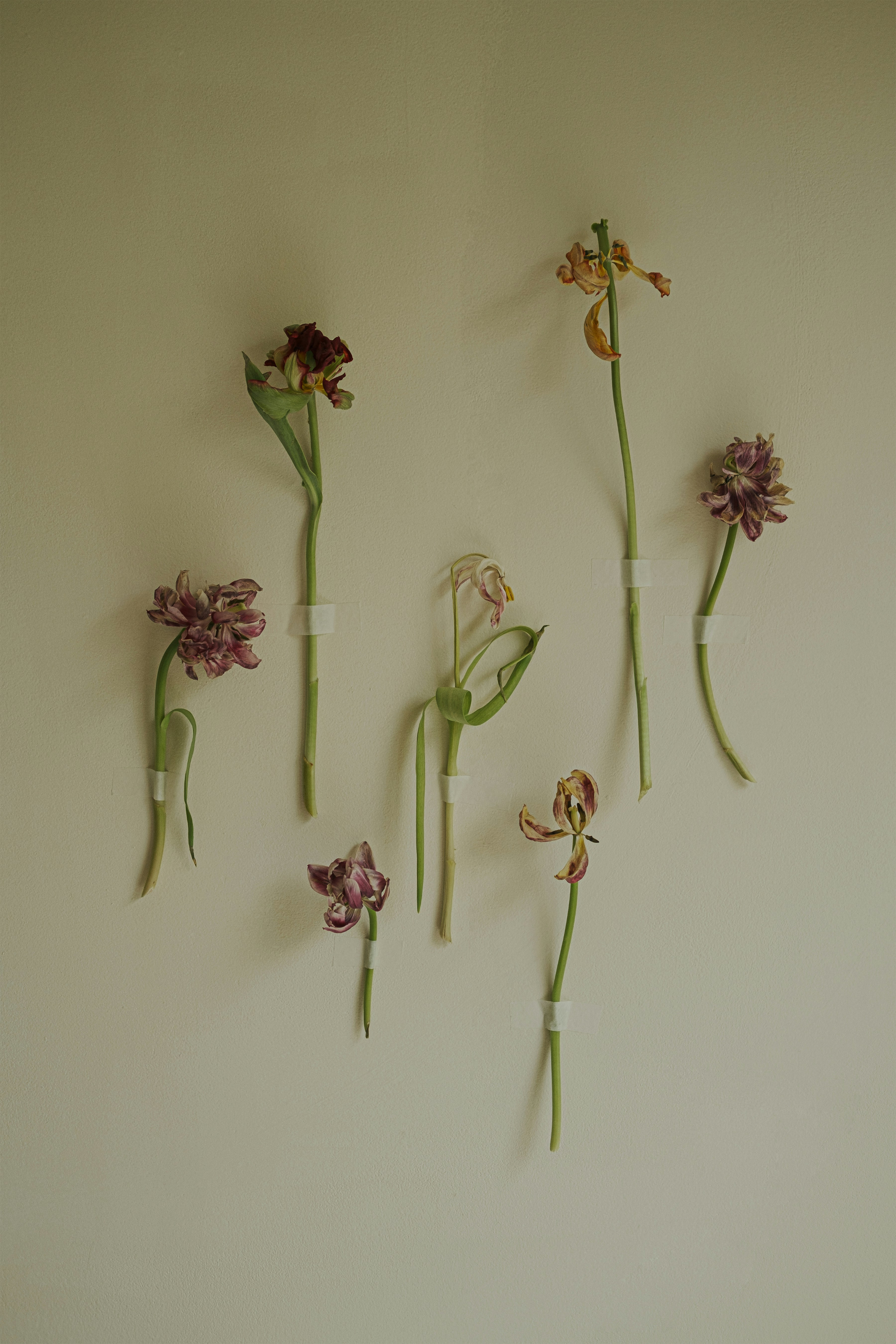 dried flowers hanging on the wall